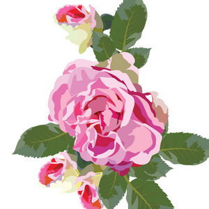 孤立的老式水彩粉色玫瑰鲜花