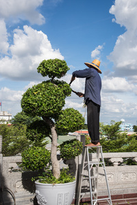 人们正在使用装饰树