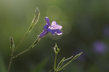 Ruellia 荸荠, 紫罗兰花在庭院作为背景
