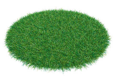 草地上的白色贵宾犬裁剪的片段的分离的玻璃在公园里玩足球的兄弟姐妹