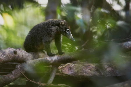 coatimundi 在它典型的森林栖所.雨林里的野兽哥照片