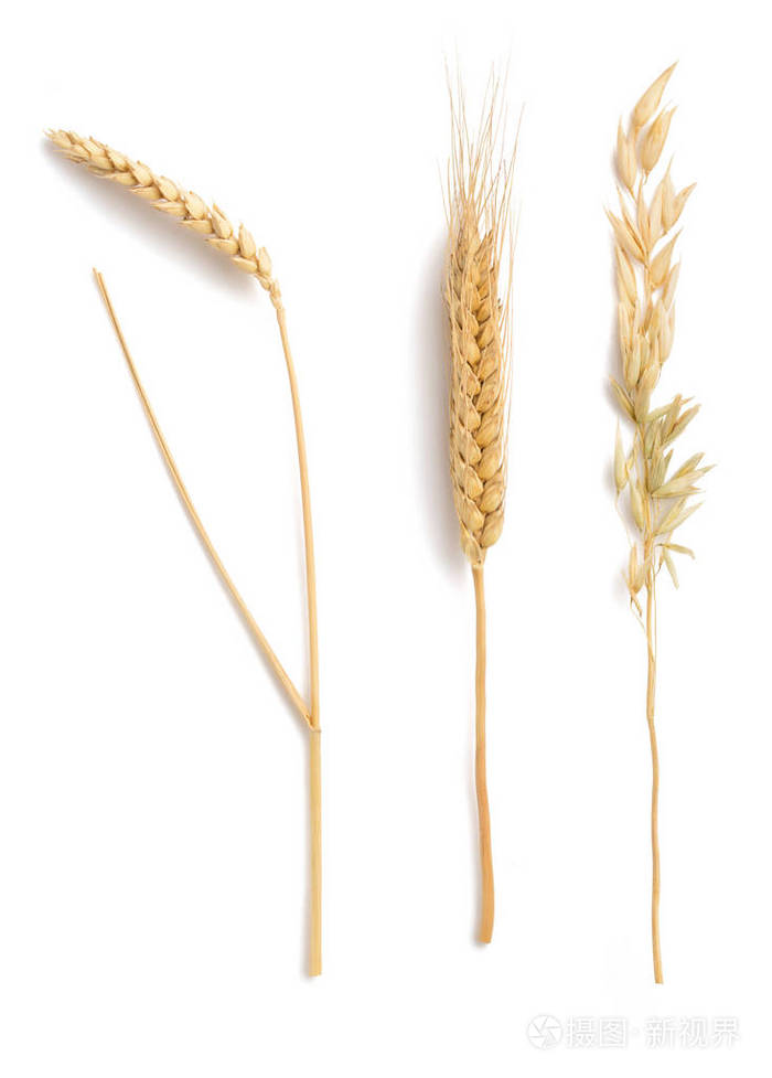 小麦, 燕麦和大麦上白色孤立的耳朵