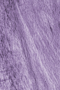 毛榉木材漂白和染色紫色 Grunge 纹理样本