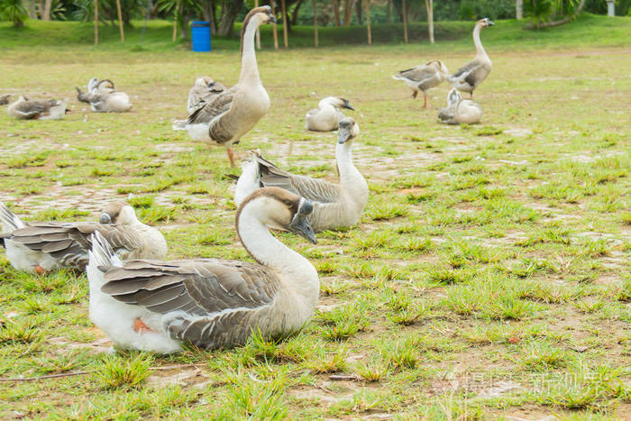 上一片草甸泰国鹅