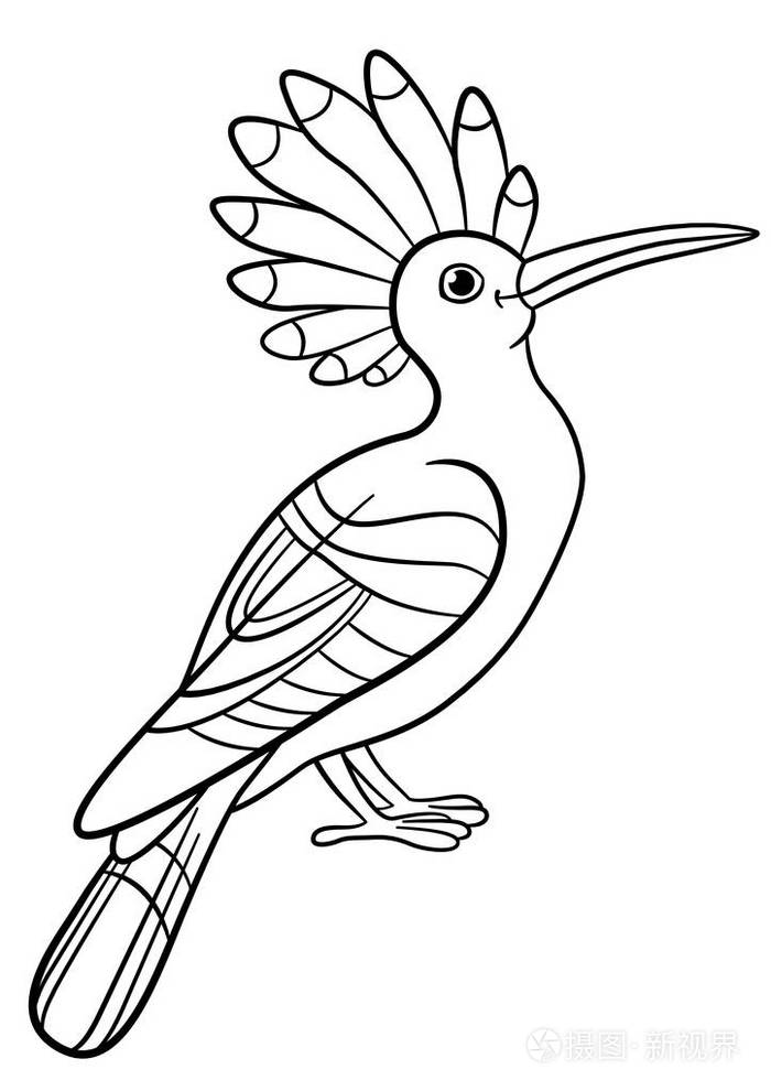 可爱的美丽戴胜坐插画-正版商用图片0fh4qr-摄图新视界