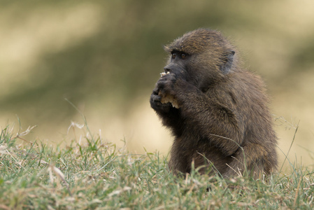 狒狒在草地上用爪子吃东西