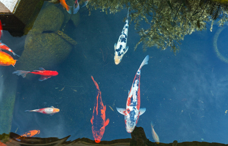 日本多彩鲤鱼鱼锦鲤池塘图片