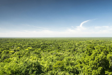 在墨西哥尤卡坦的卡拉克穆尔生物圈保护区