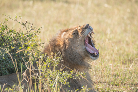 在阳光明媚的草原上，狮子在灌木丛后面打哈欠