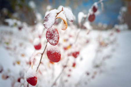 11月在雪地上读树叶