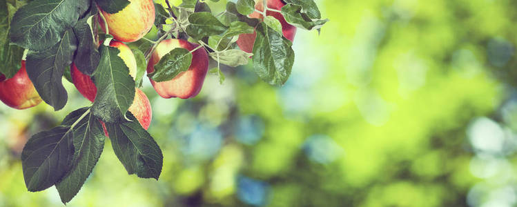 形象的甜苹果在树上