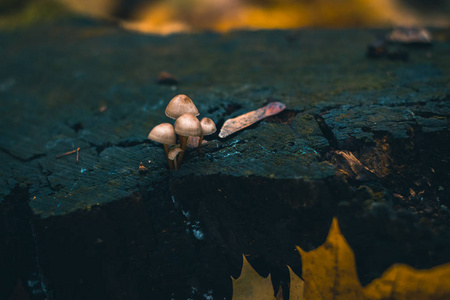 蘑菇在秋天森林在自然与一个模糊的背景