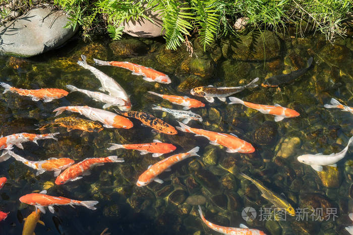 在池塘中的锦鲤鱼