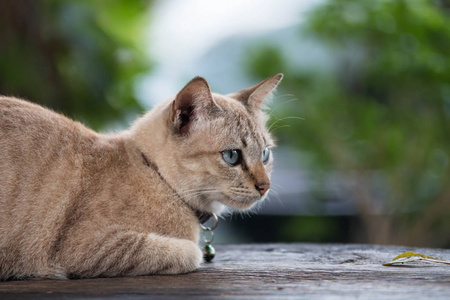 美丽的眼睛，在木桌上的猫