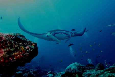 蝠鲼潜水水下加拉帕戈斯群岛太平洋岛屿