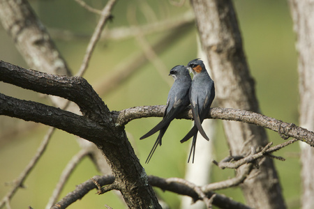 在艾拉，斯里兰凤头的 Treeswift