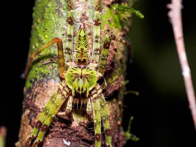 在婆罗洲上的地衣猎人蜘蛛照片