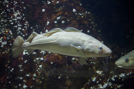 大西洋鳕鱼Gadus Morhua。