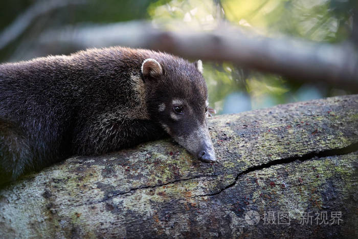 coatimundi 在它典型