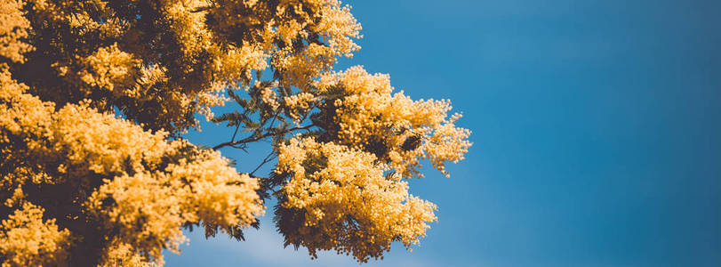 黄在春天盛开的合欢树