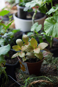 Fittonia 家植物在花盆圆与家庭植物