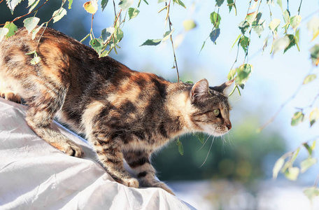 条纹小小猫图片