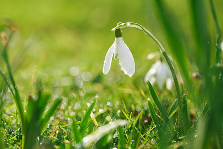 雪花莲花是春天的象征与闪闪发光的草