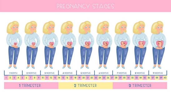 女性乳房发育过程可爱的怀孕的女人.妊娠分期胚胎发育月份照片