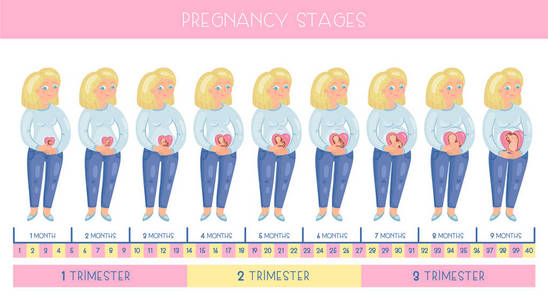 可爱的怀孕的女人。妊娠分期胚胎发育月份