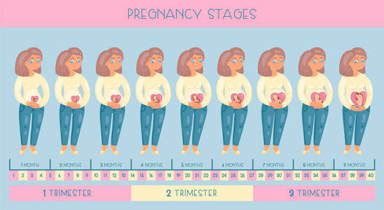 可爱的怀孕的女人。妊娠分期胚胎发育月份