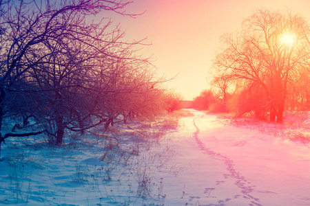 在乡下的冬天的早晨。白雪覆盖的苹果园日出