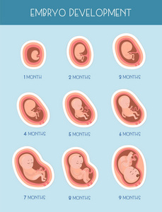 胚胎发育阶段。矢量平面图表图标