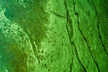 绿色的水藻摘要
