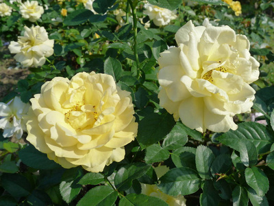 黄玫瑰热带玫瑰花园