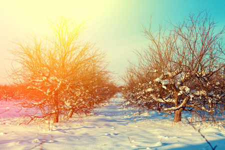 农村的冬天。白雪覆盖的苹果园日出