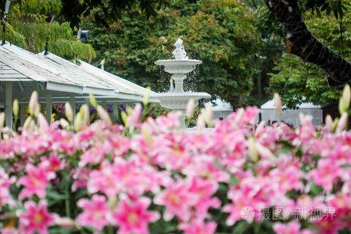 在花园里的百合鲜花花束。春天的花朵