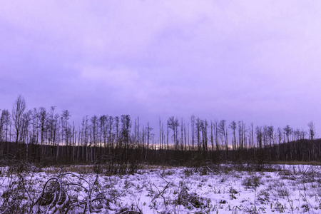 日落在 Kampinos 国家公园在冬天波兰