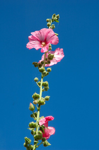 花园蜀葵 lcea 木槿花景天