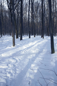 在森林公园的美丽的冬天