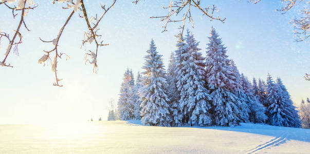 美丽的雪景全景与森林背景