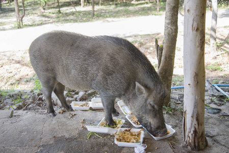 吃人类食物的年轻野猪照片