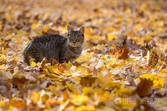 秋叶斑猫