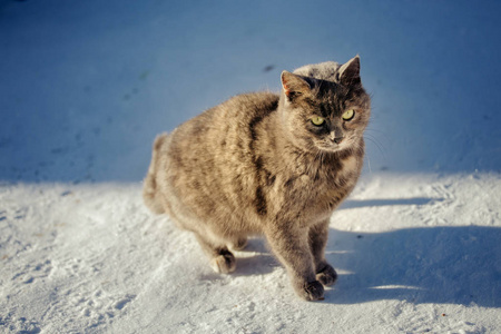 在冬季寒冷的天气在雪中一只流浪猫的画像。宠物的概念重型