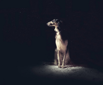 黑俄罗斯猎狗在黑暗的背景