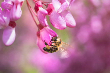 蜜蜂采蜜从紫色的花朵在树上春天