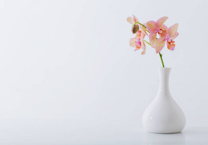 白色花瓶上美丽的兰花