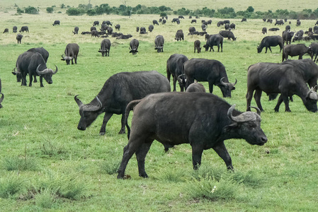水牛在大草原野生动物园肯尼亚