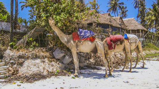 骆驼在海滩在 Kenia