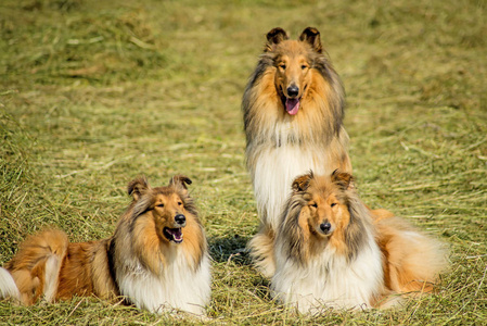 牧羊犬狗特写镜头