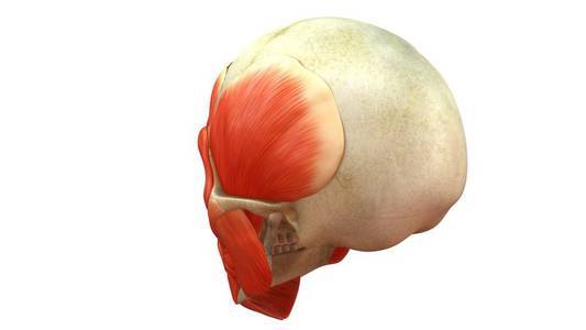 人类的头颅骨与肌肉